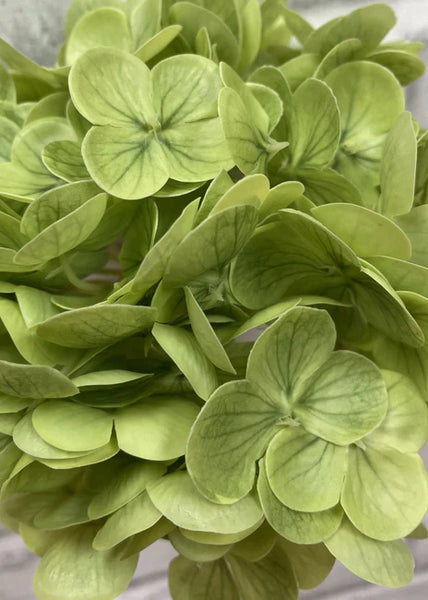 Green Hydrangea Stem