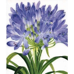 Agapanthus Flower Card