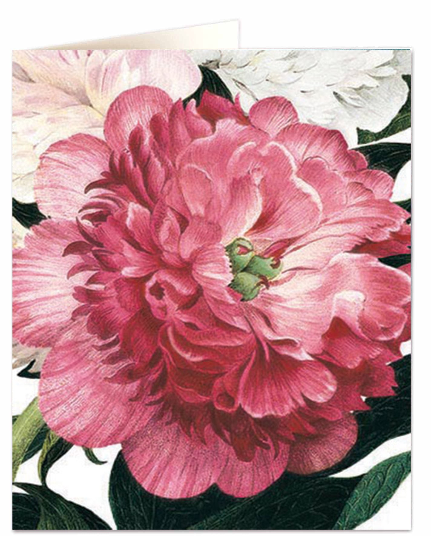 Pink Peony Flower Card