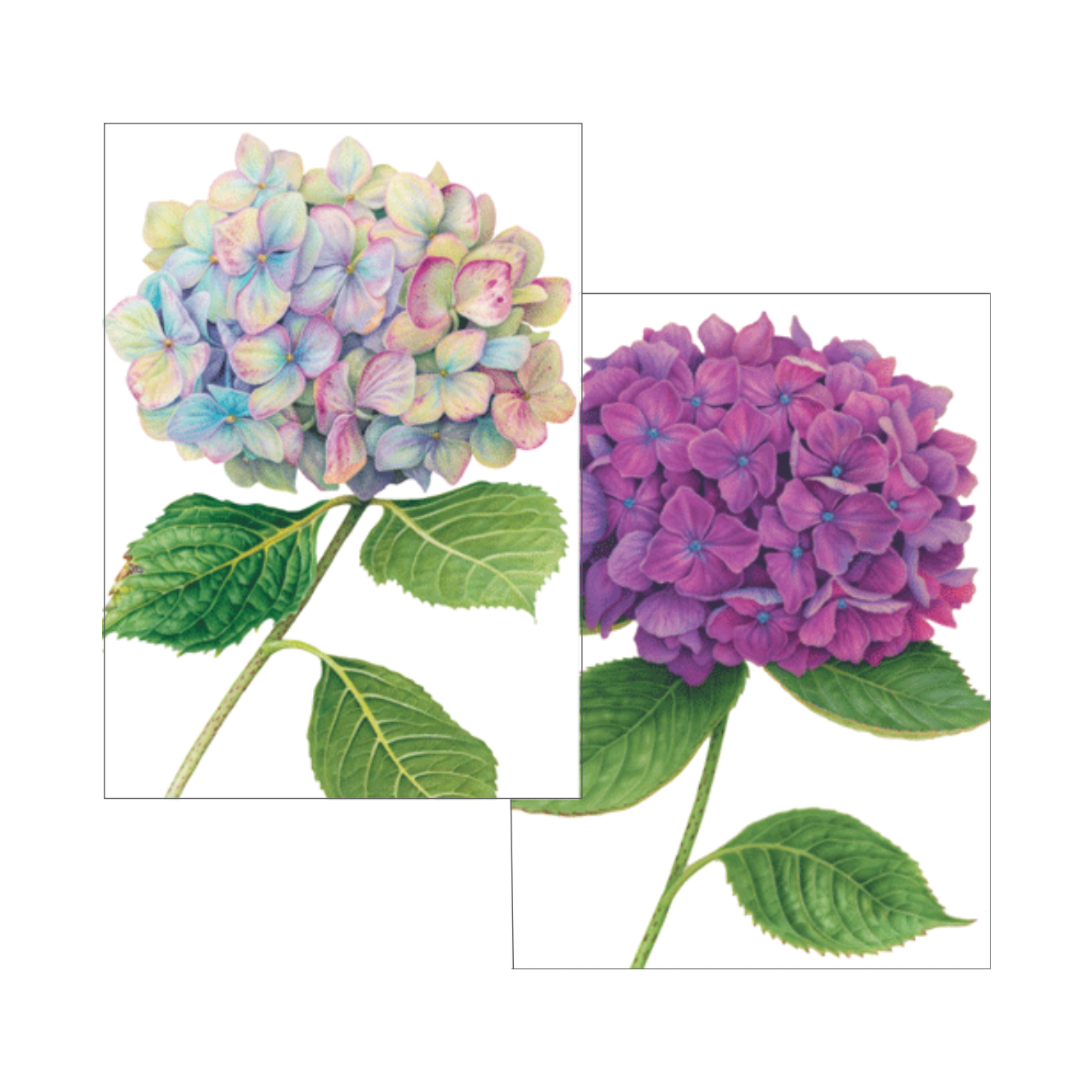 Hydrangeas Assorted Boxed Cards