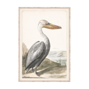 T. White - Pelican C. 1720