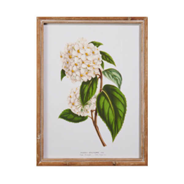 White Floral Framed Wall Art (4 styles)