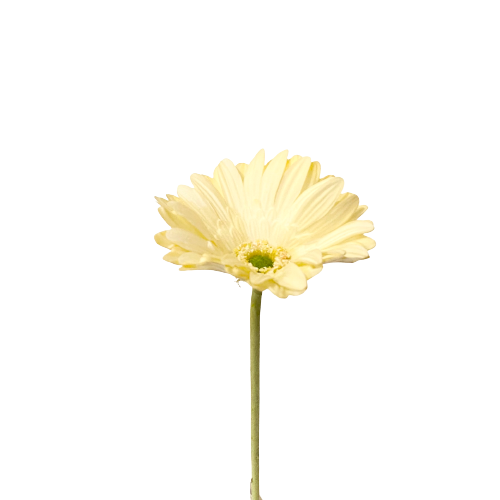 Pale Yellow Daisy
